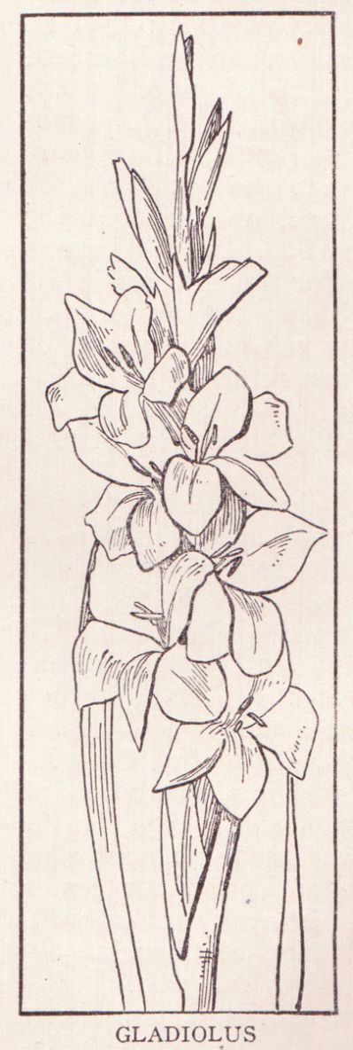 gladiolus flower drawing images