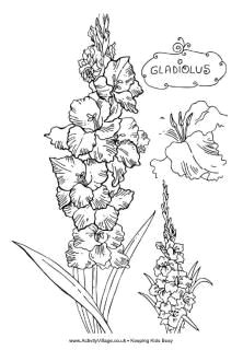 how to draw a gladiolus step by step 5 tattoos desenhos desenhos de flores riscos