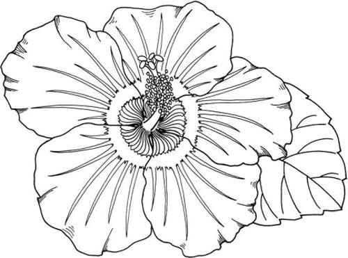 hawaii coloring pages lovely coloring pages hawaiian flowers fresh hawaii coloring pages new s s of hawaii