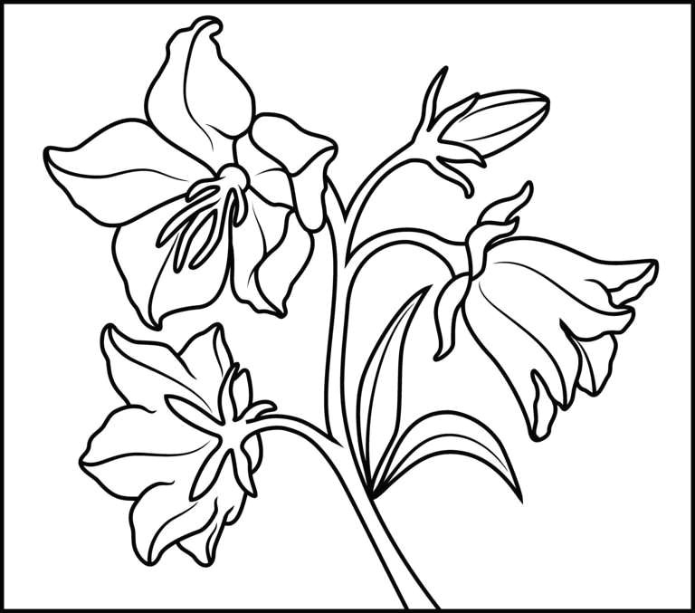 hawaiian flower coloring page fresh new flower clipart outline colour in pages best coloring page 0d drawing