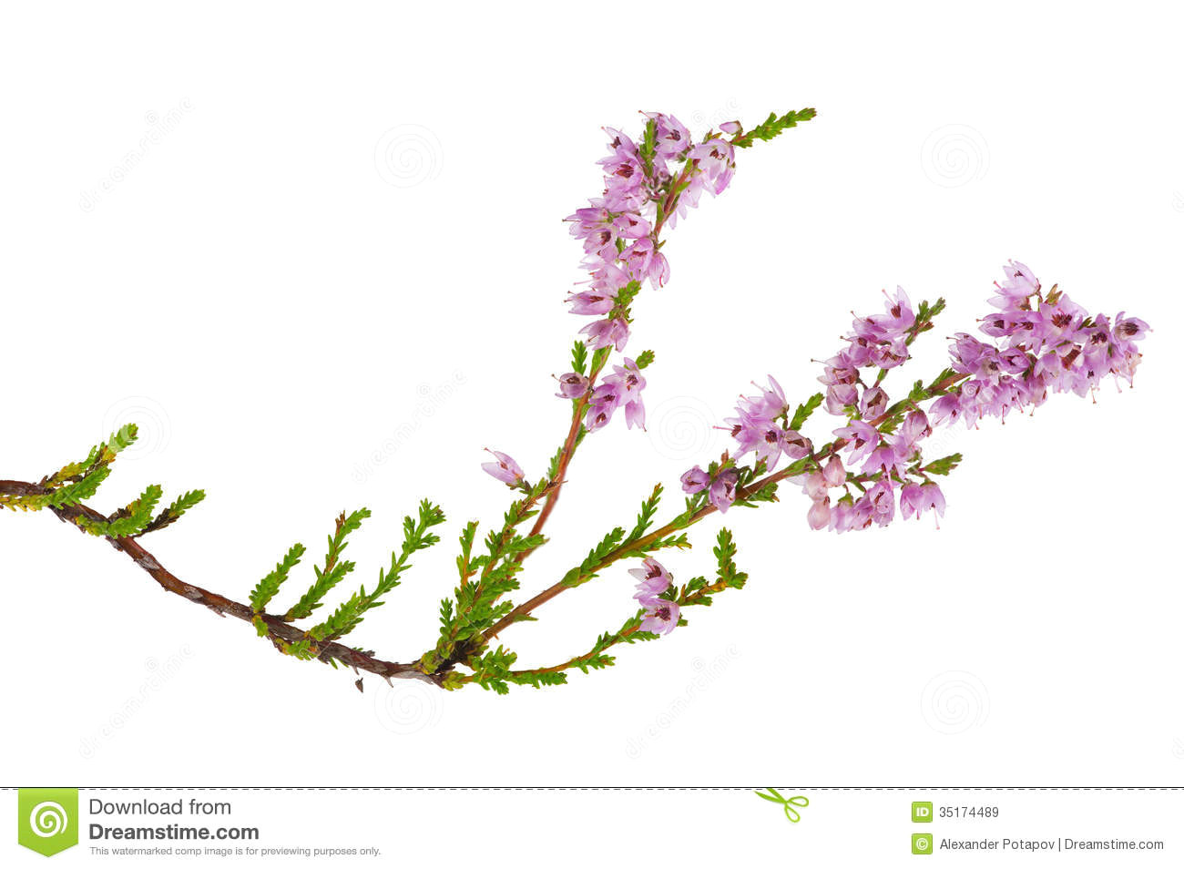 isolated pink blossoming heather branch