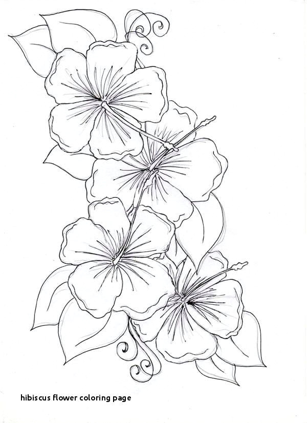 hibiscus coloring page fresh hibiscus flower coloring page of hibiscus coloring page fresh hibiscus flower coloring