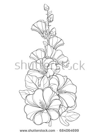 hollyhock flowers drawings a vector bunch outline alcea rosea hollyhock stock vector