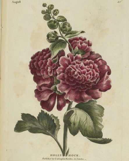 rose colored double hollyhock flowers 1777