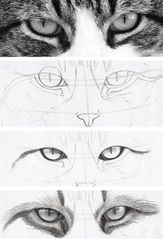 do you think cat eyes are harder to draw than human eyes drawing them basically
