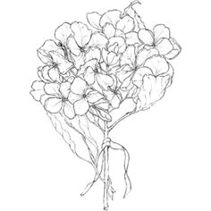 hydrangea illustration free google search