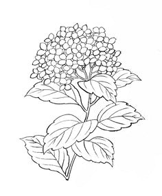 hydrangea illustration free google search