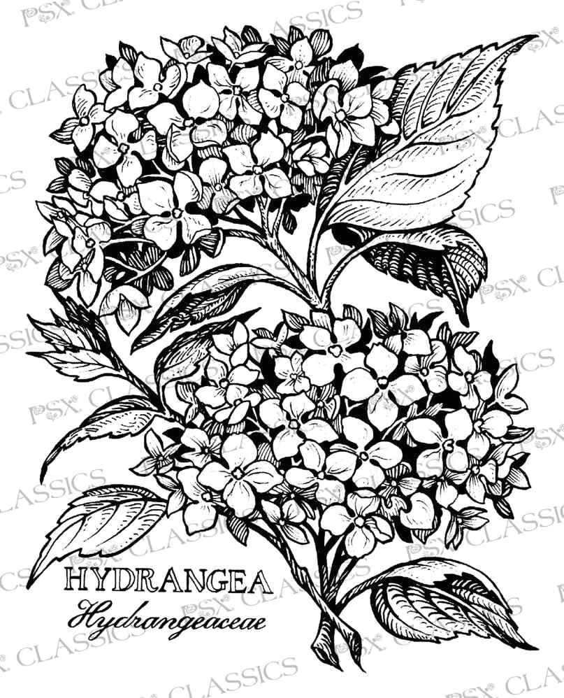 hydrangea botanical psx design classics on www addictedtorubberstamps com