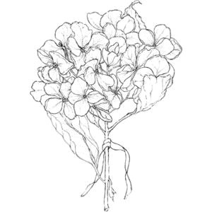 hydrangea illustration free google search