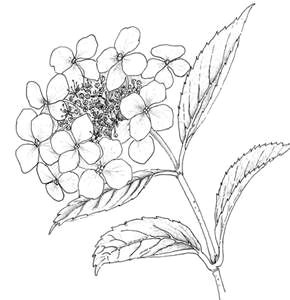 u oau o o c o o o o u oµu o o u hydrangea dibujos flower line drawings botanical line drawing