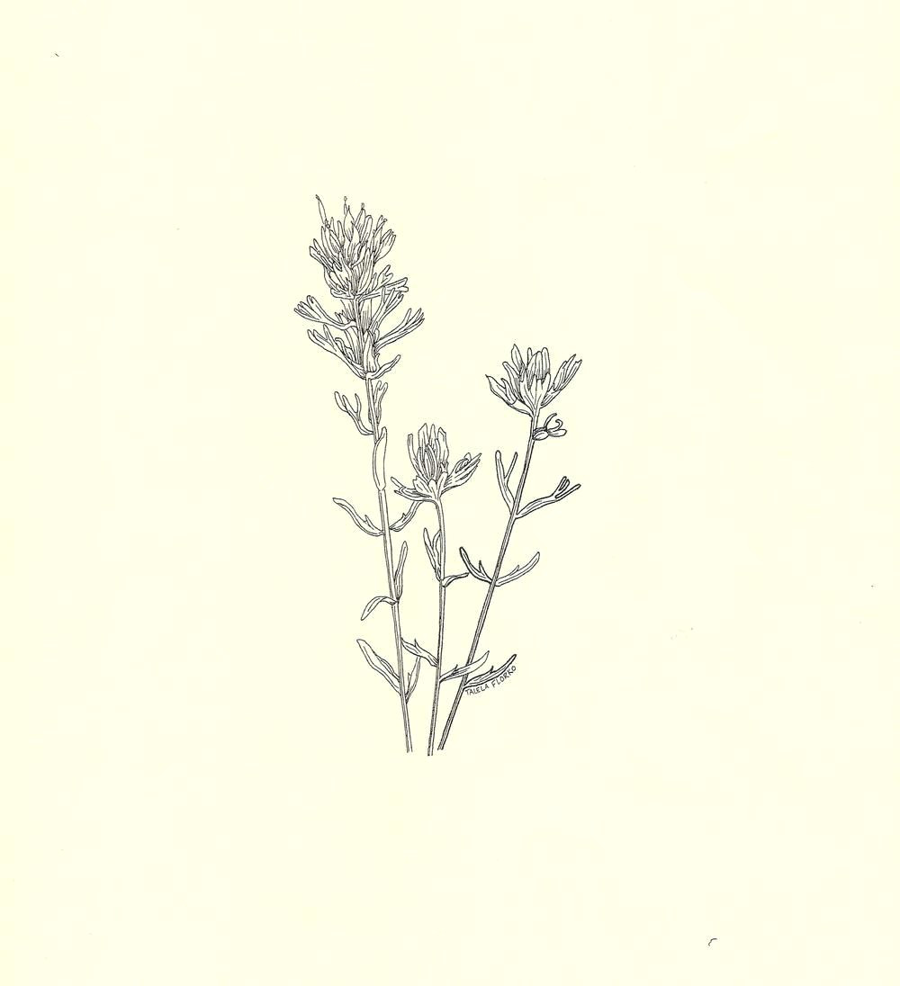 indian paintbrush botanical drawing google search