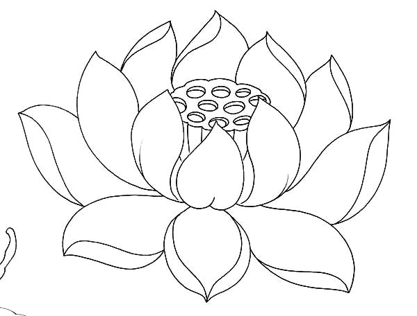 lotus flower drawing outline at