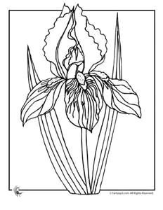 coloring page iris flower bing images