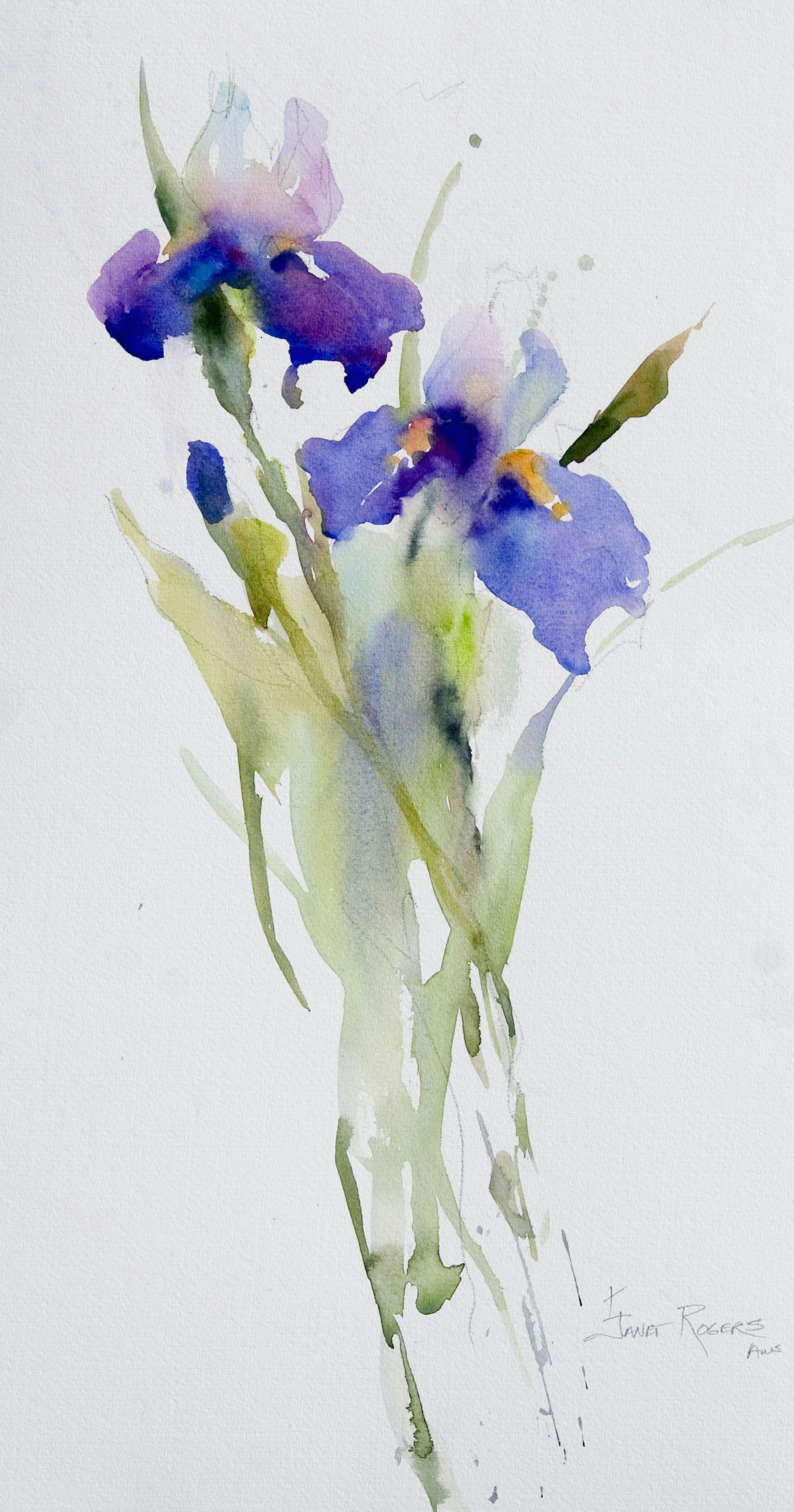 janet rogers irises