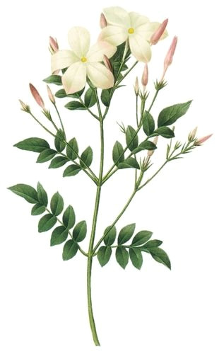 jasmine flower botanical drawing google search plus