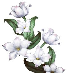 jasmine flower drawings gallery