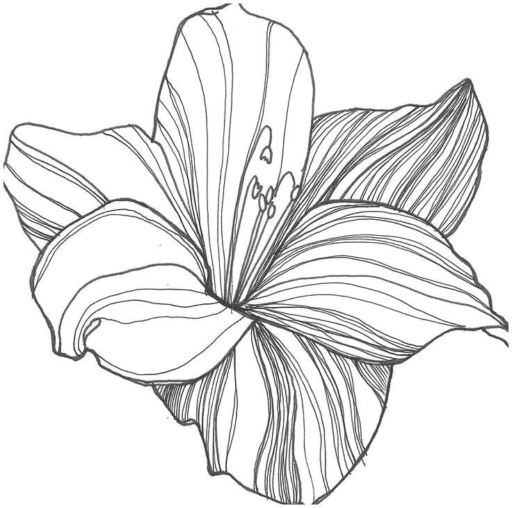 drawings flowers s s media cache ak0 pinimg originals 0d 1d 64 drawing flowers