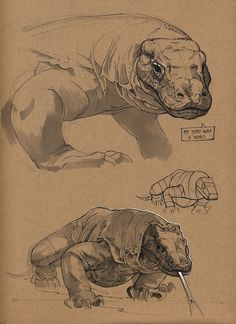 komodo dragon by floris van der peet on artstation animal sketches animal drawings