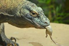 10 amazing facts about komodo dragons
