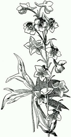 flowers for larkspur drawing