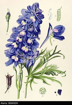 larkspur delphinium grandiflorum poisonous plants illustrations delphinium grandiflorum plant illustration