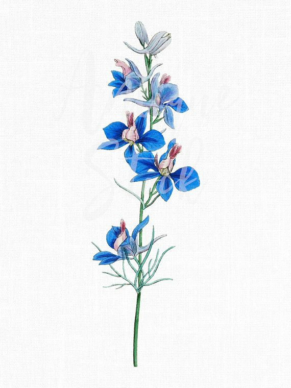 blue vintage flowers rocket larkspur botanical illustration digital download for invitations scrapbook prints collages crafts