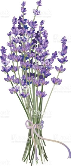 realistic lavender bouquet drawn with gradient mesh