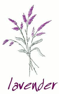 how to draw a lavender step by step http www