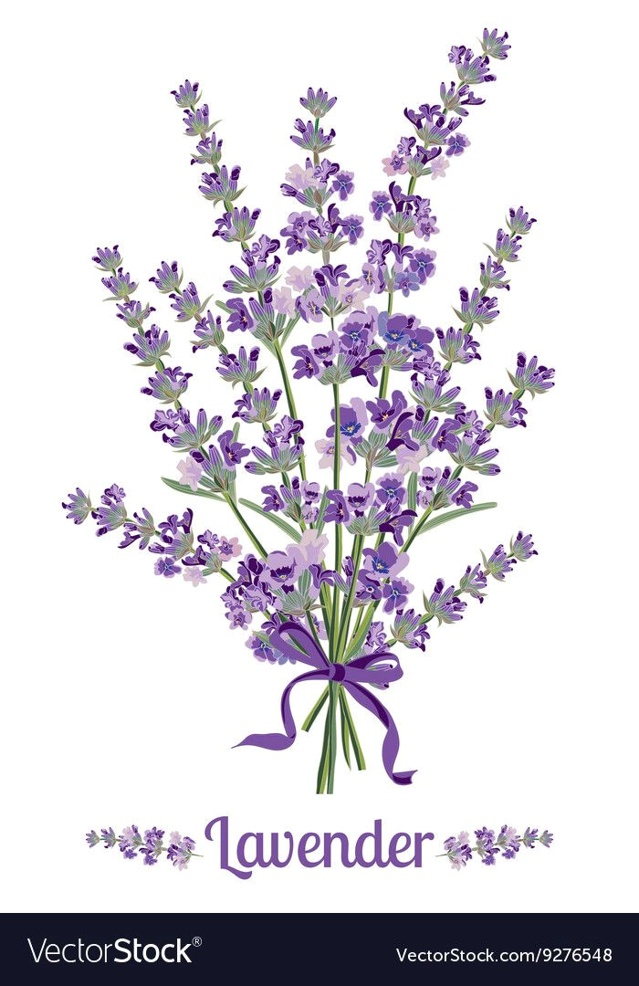 beautiful bouquet of lavender flowers botanical illustrations are drawn by hand download a free