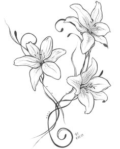 lilies drawing lilly flower drawing