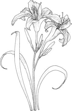 lilies coloring page judy lipscomb a flower sketch images