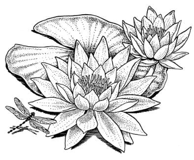 water lily drawing wonderous water lily