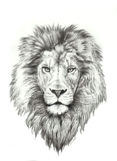 50 best lion tattoo collection
