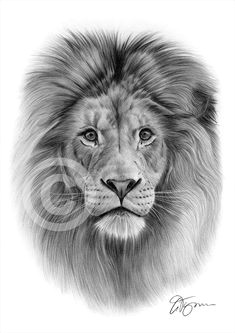 african lion artwork pencil drawing print a3 a4 sizes signed by uk artist art art drawings ebay
