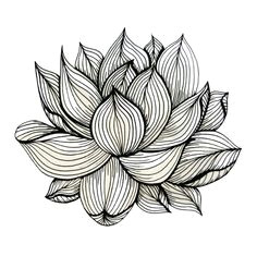 lotus flower black and white nature organic design drawing