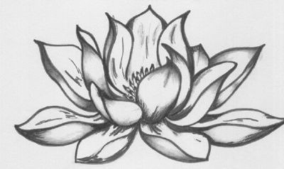 lotus flower drawing 45x30 cm a c 2008 by katarina svedlund