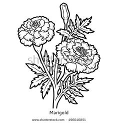royalty free images royalty free stock photos doodle frames marigold flower book drawing flower drawings art reference coloring books zentangle