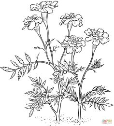 marigold 2 super coloring marigold tattoo marigold flower flower coloring pages colorful