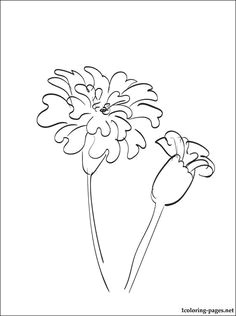 Drawings Of Marigold Flowers 53 Best Marigolds Images Marigold Flower Coloring Books Coloring