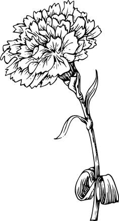 black and white drawing marigold flower google search carnation drawing carnation flower tattoo