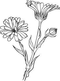 active herbs wilderland organics leaf tattoos black tattoos watercolor tattoo flower drawings
