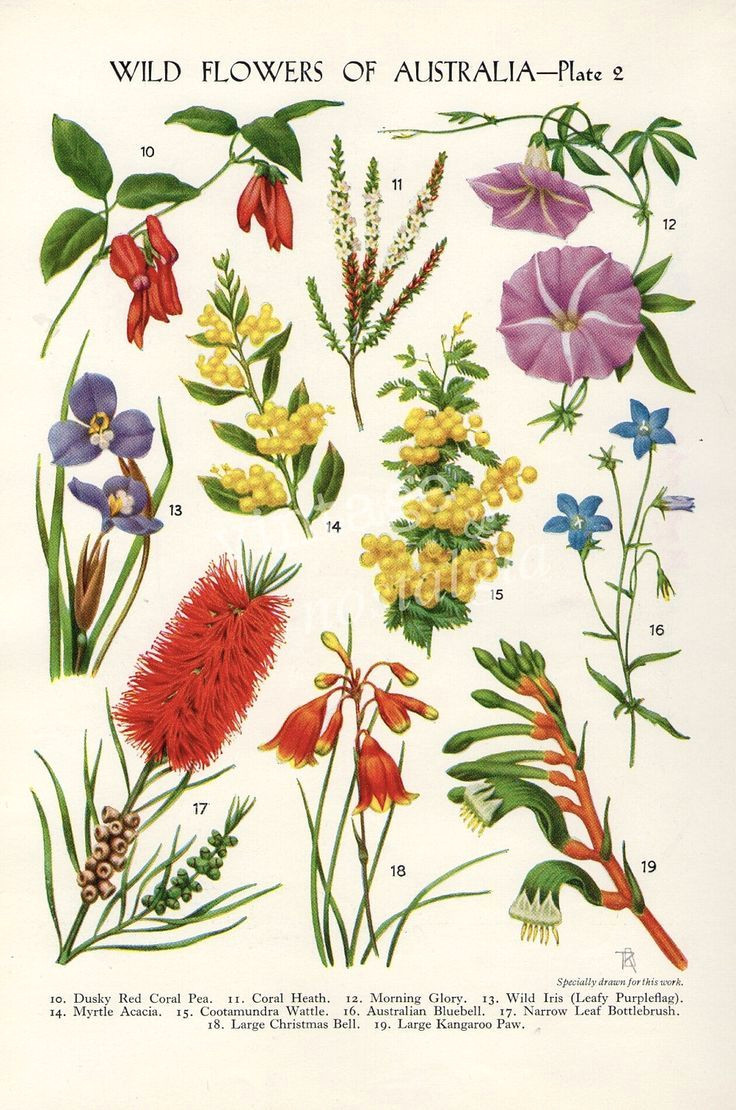 australian flora drawings google search