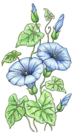 morning glory coloring pages morning glory morning glory flowers watercolor flowers watercolor