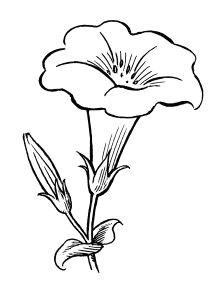 morning glory coloring pages for kids printable flower coloring pages flower coloring sheets