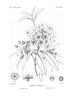 mountain laurel botanical drawing botanical tattoo botanical drawings botanical illustration botanical prints