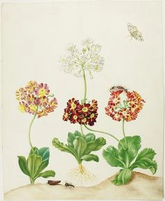 watercolor of mountain cowslip or bear s ear primula pubescens and black arches or nun moth lumantria monacha