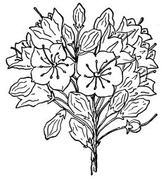 mountain laurel pennsylvania free printable coloring pages free coloring pages coloring books