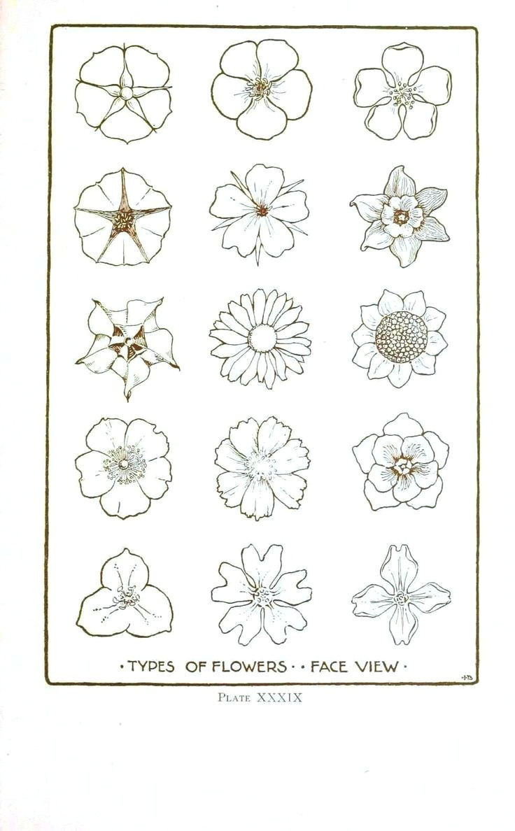 how to draw different types of flowers step by step 25 trending simple flower drawing ideas