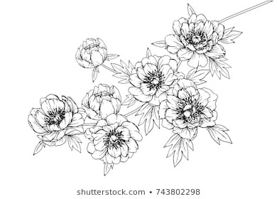 flowers drawing with line art on white backgrounds