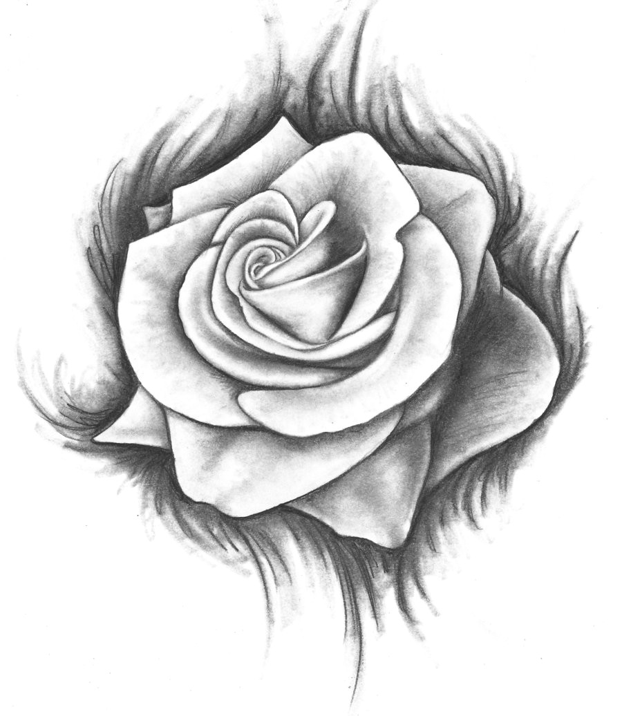 roses drawings